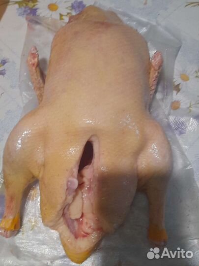 Перепелин яйцо,мясо:индейки,бройлера,утки,перепела