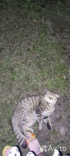 Вислоухий шотландский кот вязка