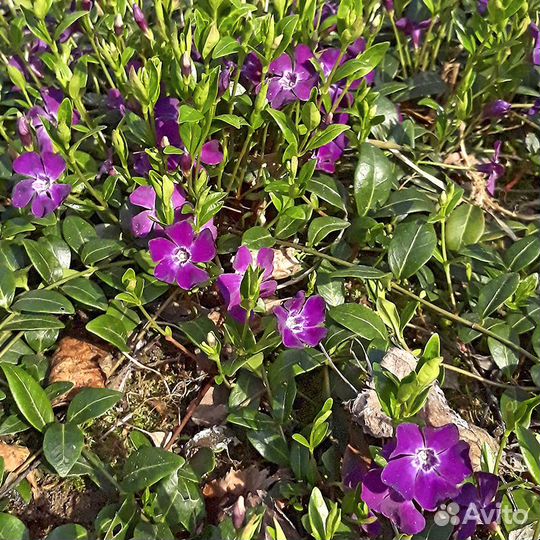 Почвопокровные вечнозелёные растения