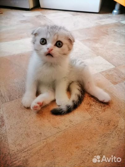 Шотландская вислоухая (мальчик.)