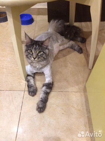 Стрижка кошек и котов без наркоза