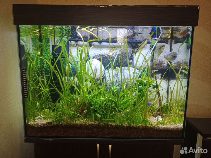 Аквариум 100 литров