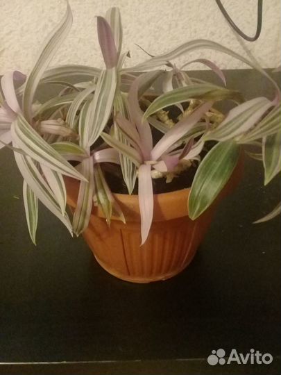 Традесканция рео