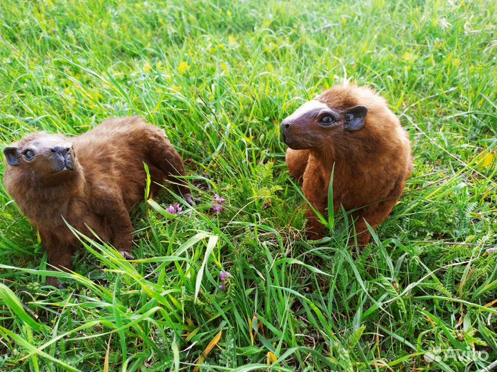 Капибара рыжая в смешанной технике