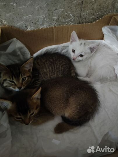 Кошка в дар