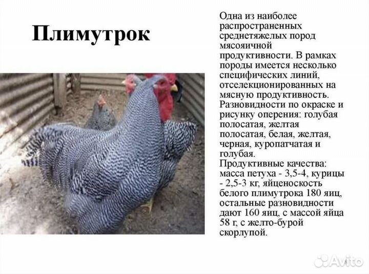 Петушки Плимутрок