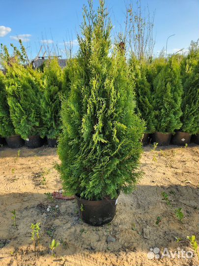 Туя от производителя 130см