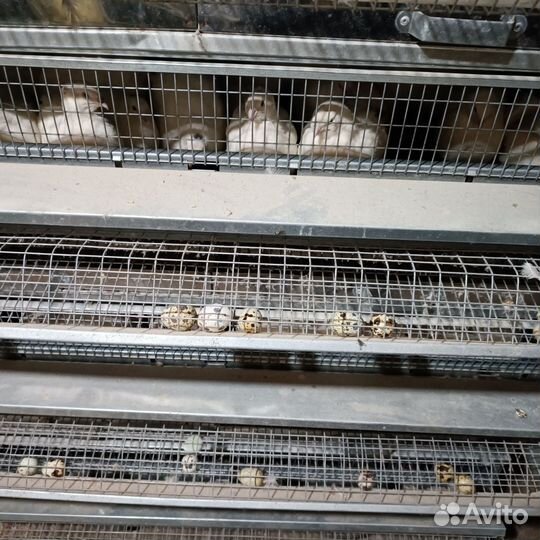 Перепела продажа