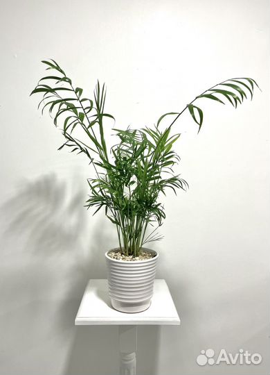 Пальма хамедорея или Бамбуковая пальма