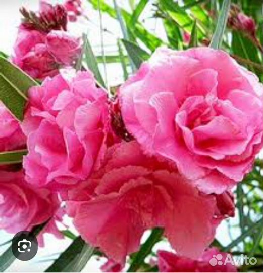Олеандр розовый махровый. Эремуросы