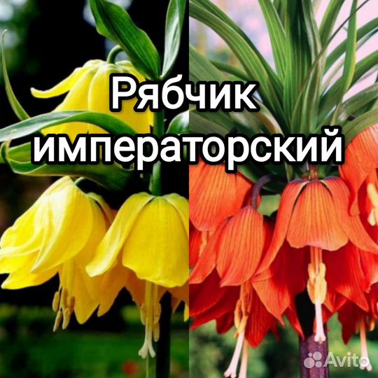 Рябчик императорский