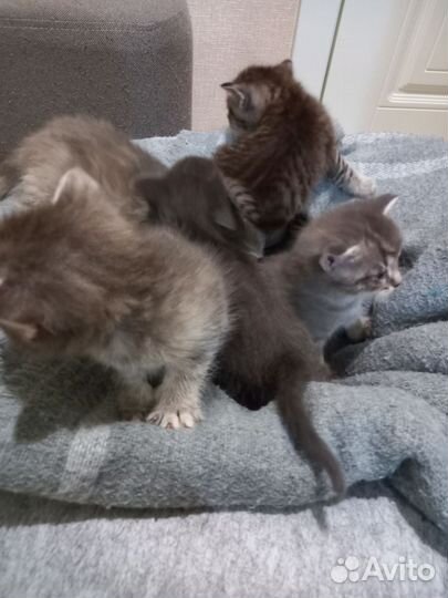 Кошки в добрые руки бесплатно