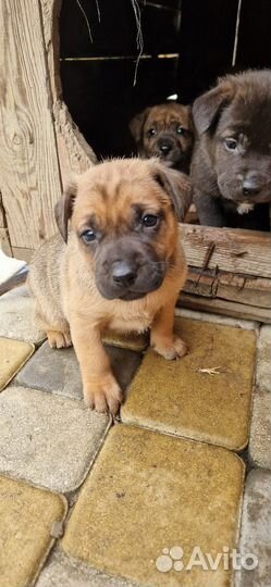 Щенки лабрадора бесплатно