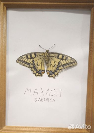 Бабочка Махаон в рамке