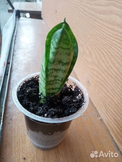 Сансевиерия Ханни грин