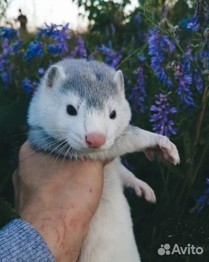 Щенки норки