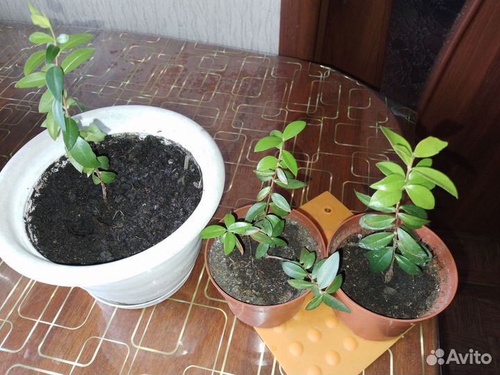 Комнатные цветы