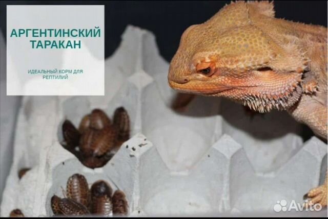 Аргентинские тараканы