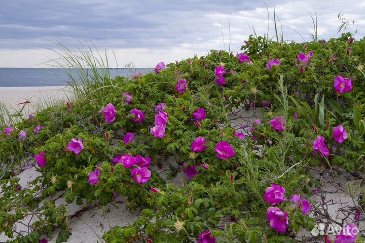 Роза морщинистая (ругоза)