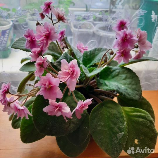 Домашние цветы