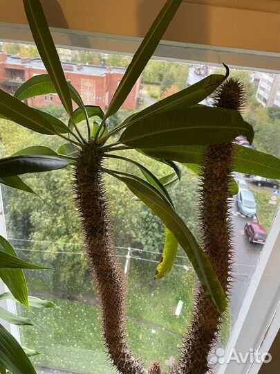 Пахиподиум