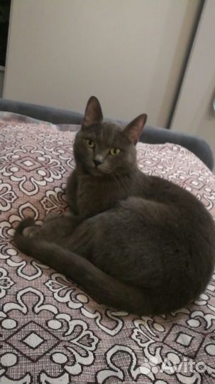 Кот в добрые руки