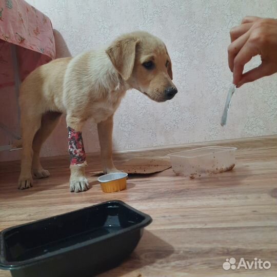 Щенок в добрые руки