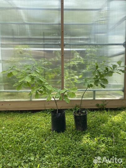 Дуб обыкновенный