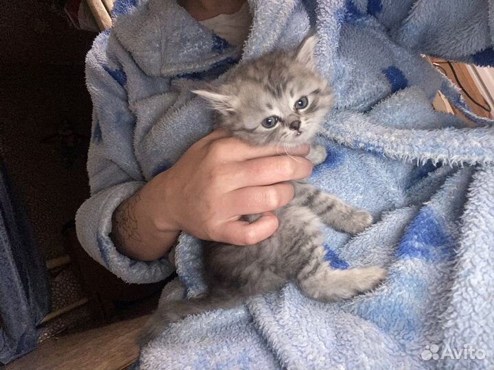 Кошка в дар