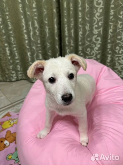 Маленький щенок Белоснежка