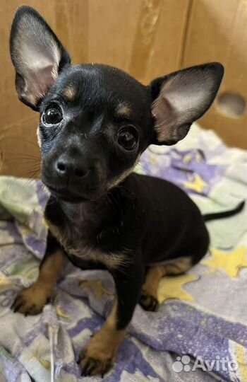 Той терьер щенки