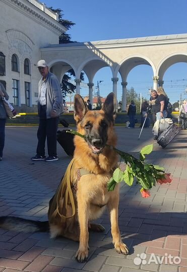 Чемпион России немецкая овчарка на вязку