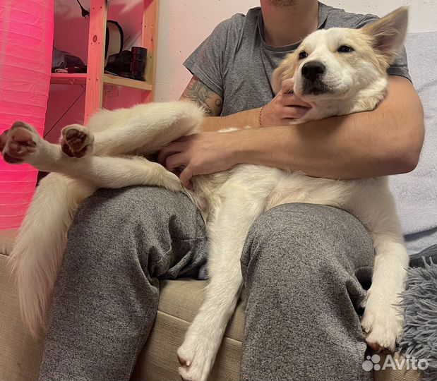 Щенок метис в добрые руки