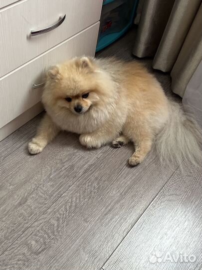 Померанско-немецкий шпиц случка