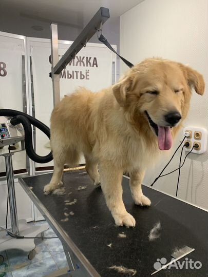 Груминг больших и средних пород