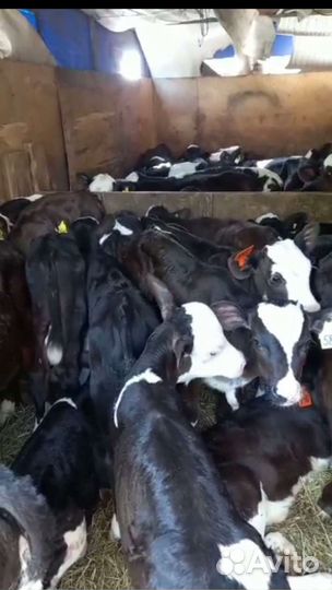 Бычки разные возраста