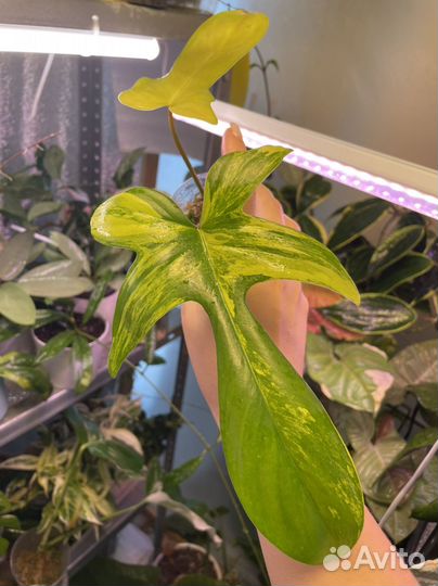 Филодендрон Magic mask