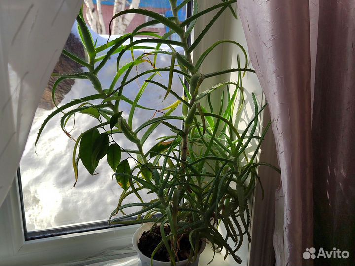 Алоэ 8 летний