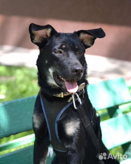 Умница Чара ищет любящую семью