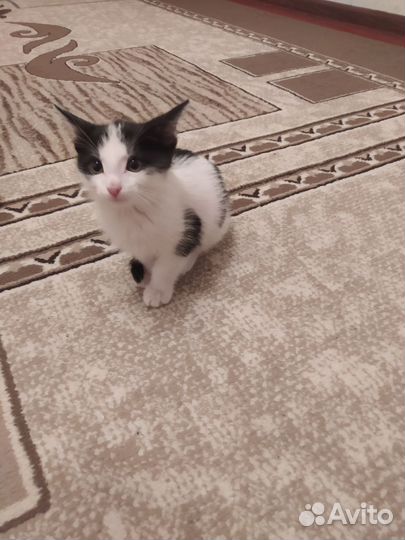 Котёнок