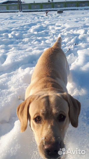 Вязка Лабрадора