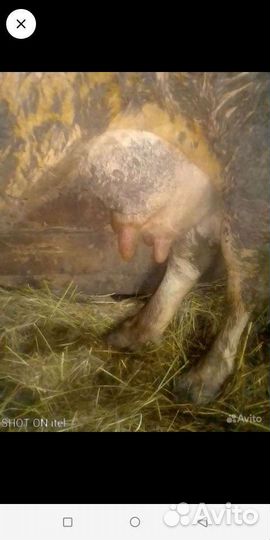 С/х животные