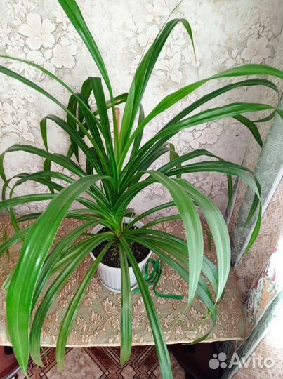 Панданус- винтовая пальма