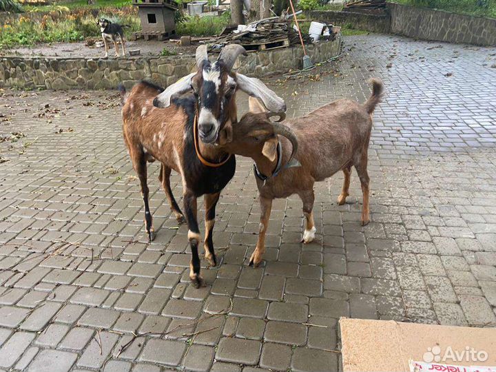 Нубийские козлята