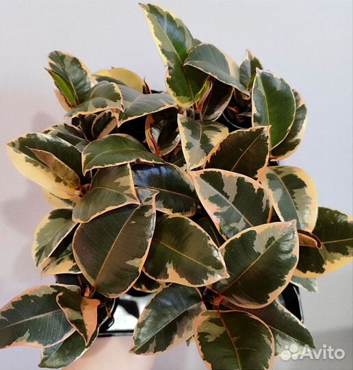 Фикус эластика бейлиз d6