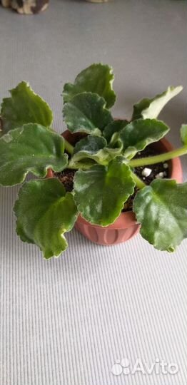 Фиалка белая