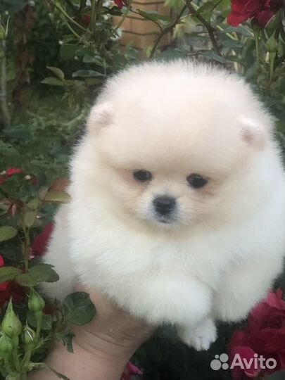 Щенки шпица(девочка)