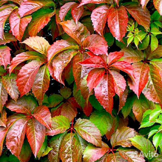 Девичий виноград