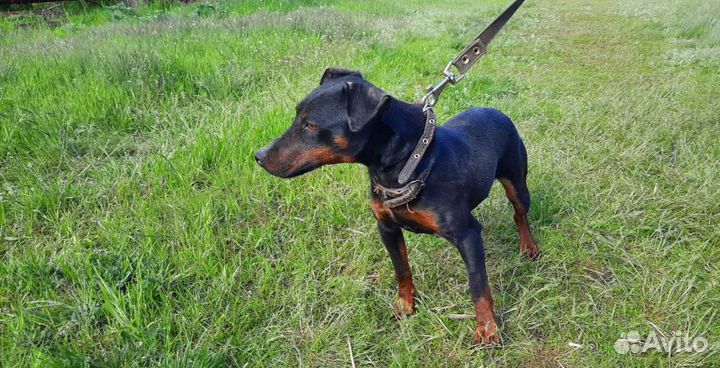 Ягдтерьет, сука