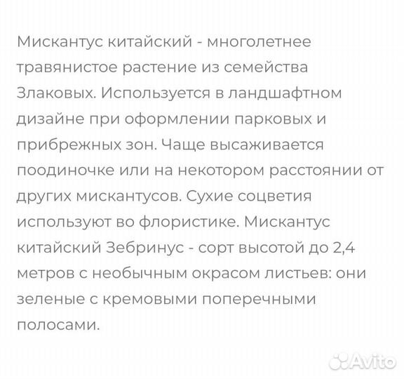 Мискантус Зебрина